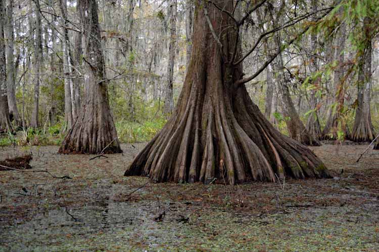 swamp scenic